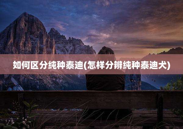如何区分纯种泰迪(怎样分辨纯种泰迪犬)