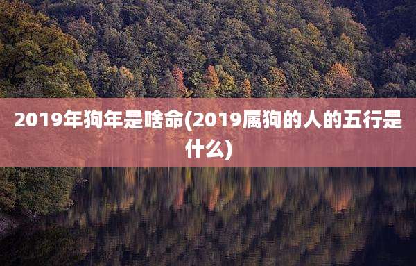 2019年狗年是啥命(2019属狗的人的五行是什么)