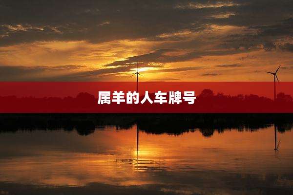 属羊的人车牌号