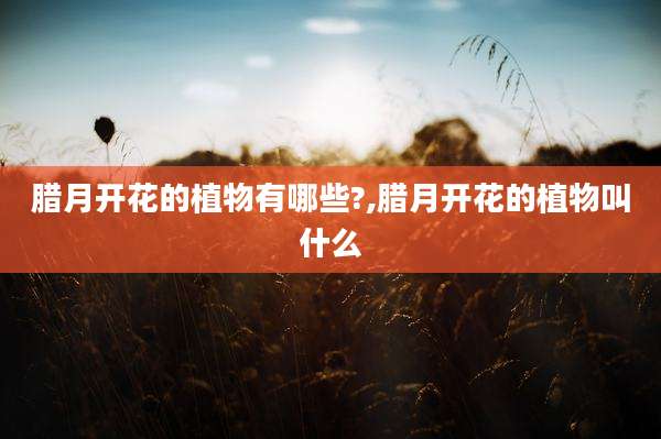 腊月开花的植物有哪些?,腊月开花的植物叫什么