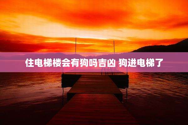 住电梯楼会有狗吗吉凶 狗进电梯了
