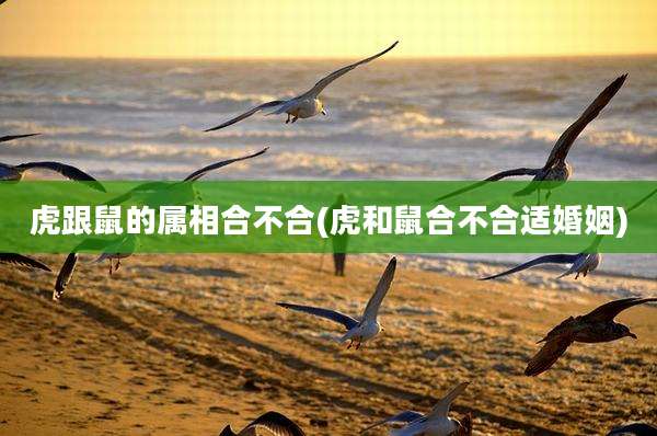虎跟鼠的属相合不合(虎和鼠合不合适婚姻)