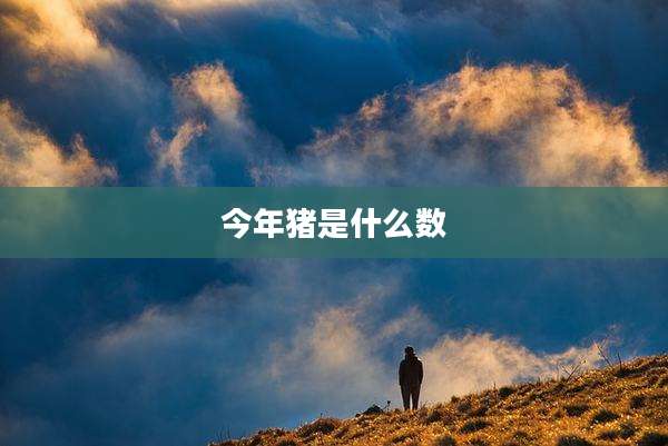 今年猪是什么数