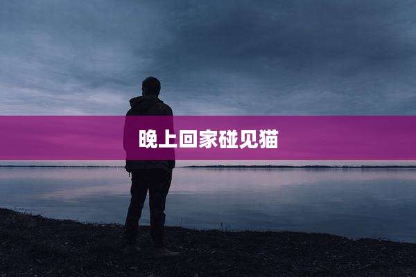 晚上回家碰见猫