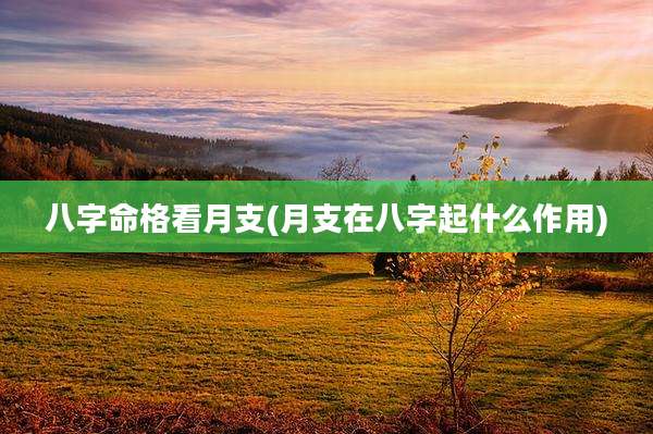 八字命格看月支(月支在八字起什么作用)
