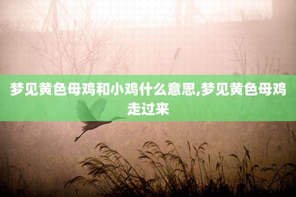 梦见黄色母鸡和小鸡什么意思,梦见黄色母鸡走过来