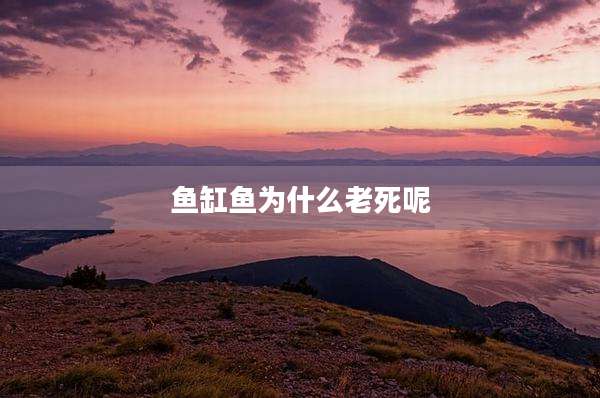 鱼缸鱼为什么老死呢