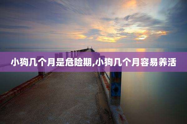 小狗几个月是危险期,小狗几个月容易养活
