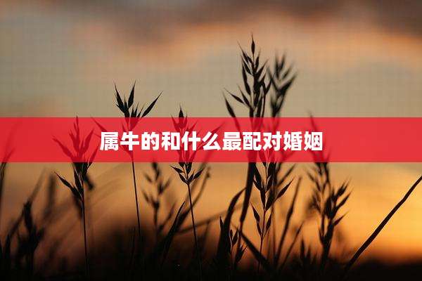 属牛的和什么最配对婚姻