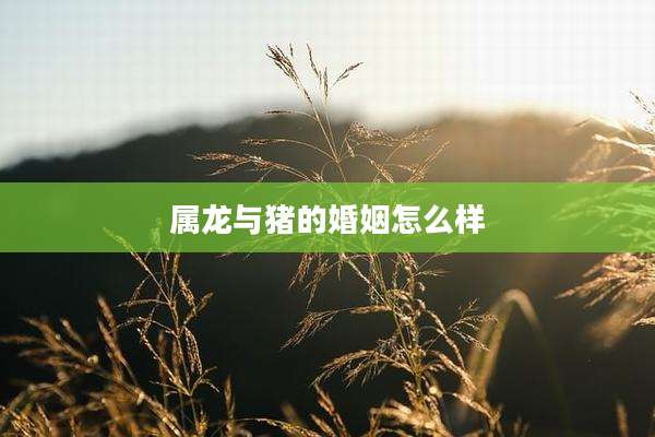 属龙与猪的婚姻怎么样