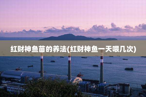 红财神鱼苗的养法(红财神鱼一天喂几次)