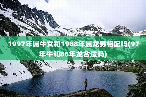 1997年属牛女和1988年属龙男相配吗(97年牛和88年龙合适吗)