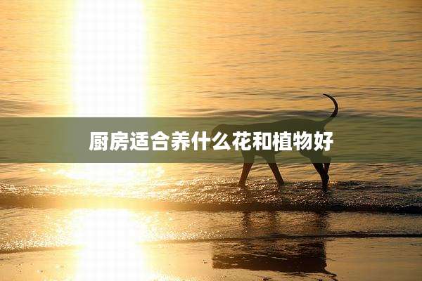 厨房适合养什么花和植物好
