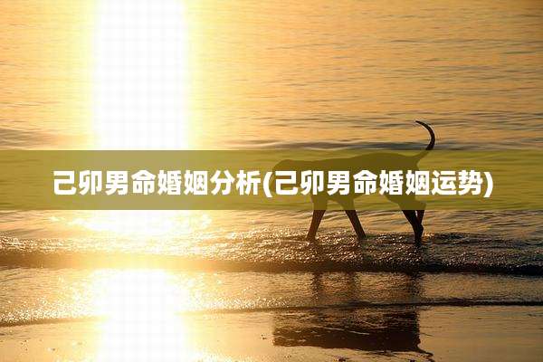 己卯男命婚姻分析(己卯男命婚姻运势)