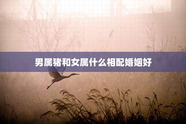 男属猪和女属什么相配婚姻好
