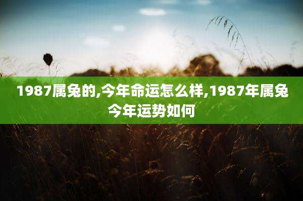 1987属兔的,今年命运怎么样,1987年属兔今年运势如何