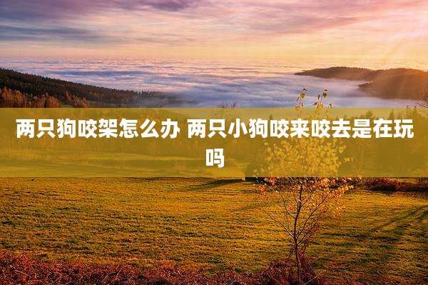 两只狗咬架怎么办 两只小狗咬来咬去是在玩吗
