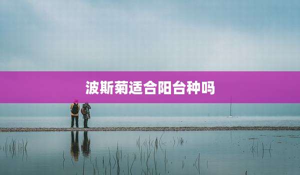 波斯菊适合阳台种吗