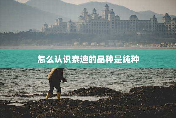 怎么认识泰迪的品种是纯种