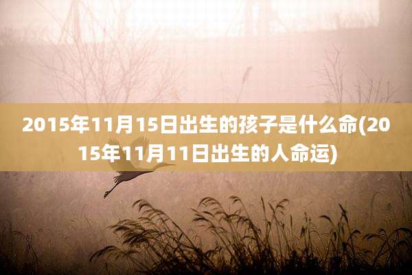 2015年11月15日出生的孩子是什么命(2015年11月11日出生的人命运)