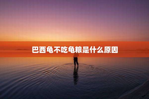 巴西龟不吃龟粮是什么原因
