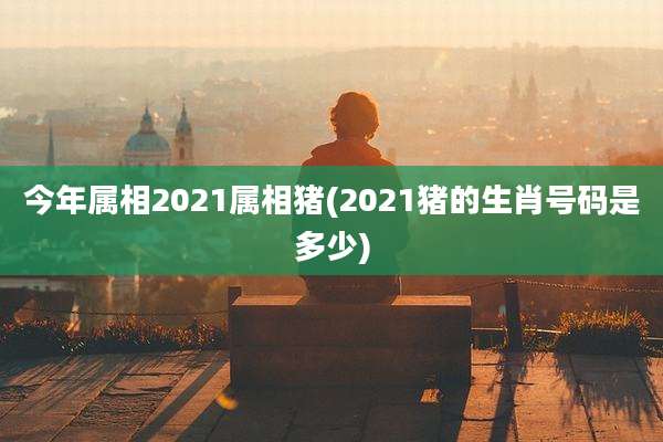 今年属相2021属相猪(2021猪的生肖号码是多少)