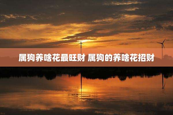 属狗养啥花最旺财 属狗的养啥花招财