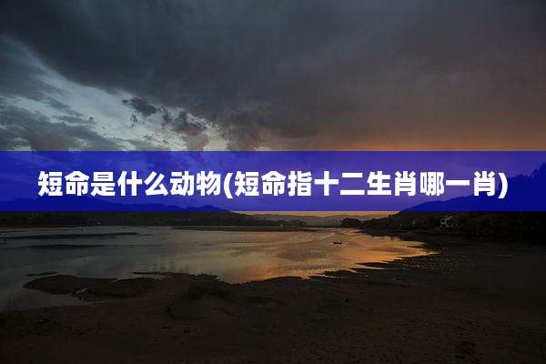 短命是什么动物(短命指十二生肖哪一肖)