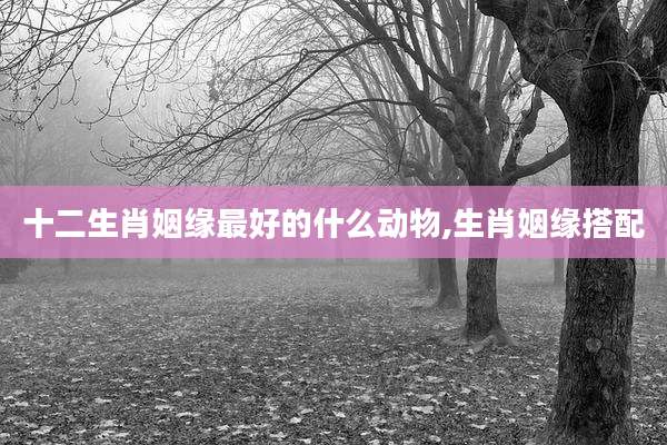十二生肖姻缘最好的什么动物,生肖姻缘搭配