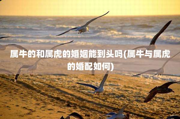 属牛的和属虎的婚姻能到头吗(属牛与属虎的婚配如何)
