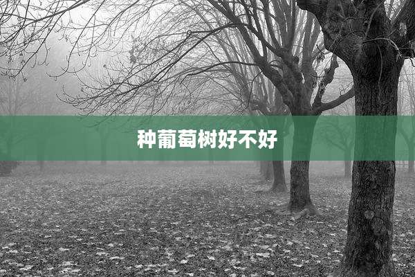 种葡萄树好不好