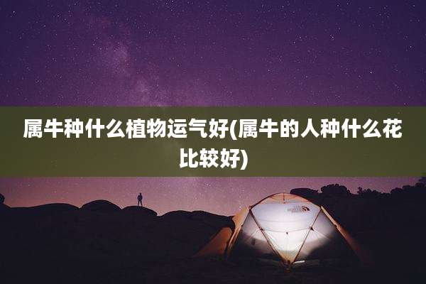 属牛种什么植物运气好(属牛的人种什么花比较好)