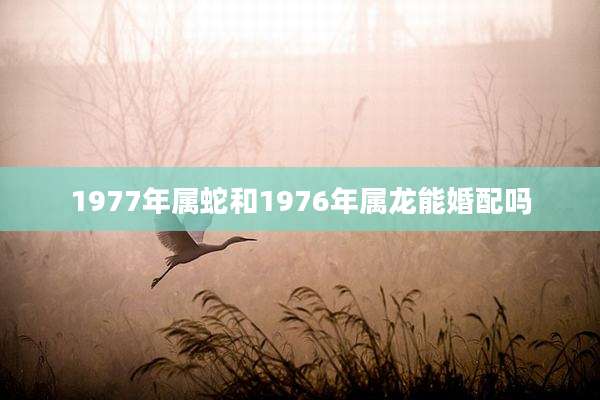 1977年属蛇和1976年属龙能婚配吗