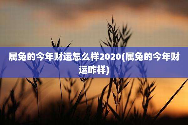 属兔的今年财运怎么样2020(属兔的今年财运咋样)