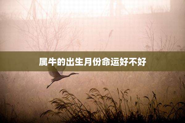 属牛的出生月份命运好不好