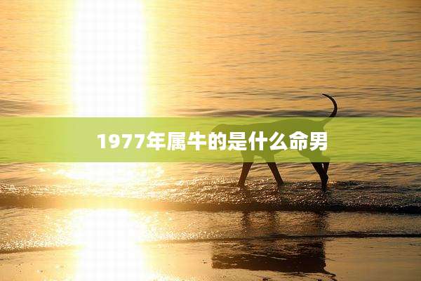 1977年属牛的是什么命男