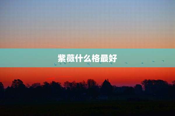 紫薇什么格最好
