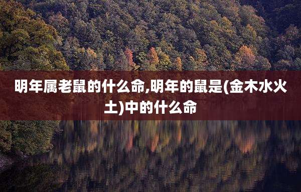 明年属老鼠的什么命,明年的鼠是(金木水火土)中的什么命