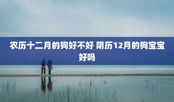 农历十二月的狗好不好 阴历12月的狗宝宝好吗