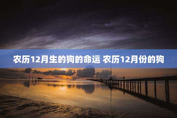 农历12月生的狗的命运 农历12月份的狗