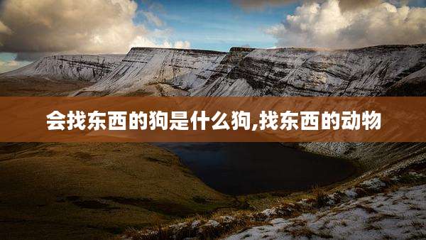 会找东西的狗是什么狗,找东西的动物