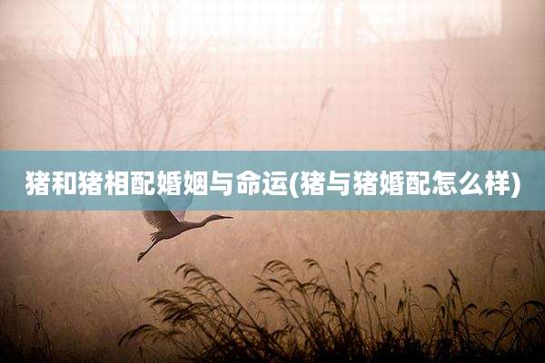 猪和猪相配婚姻与命运(猪与猪婚配怎么样)