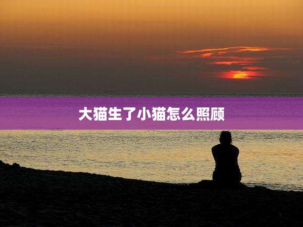 大猫生了小猫怎么照顾