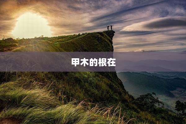 甲木的根在