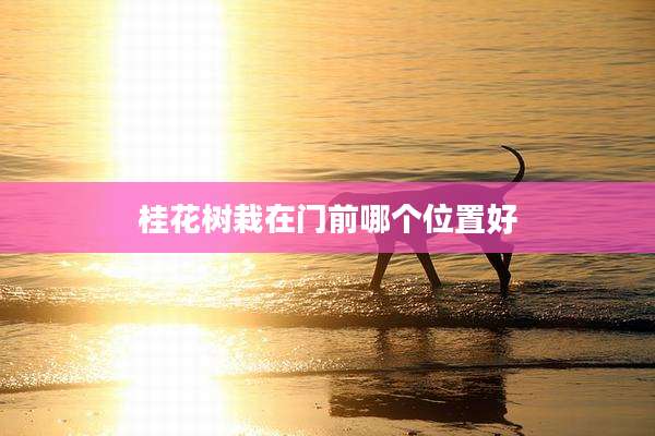 桂花树栽在门前哪个位置好