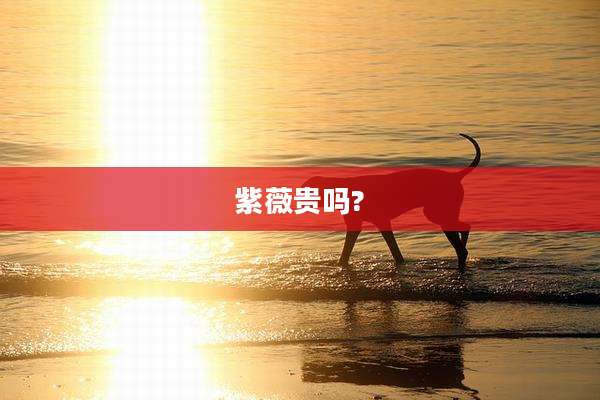 紫薇贵吗?