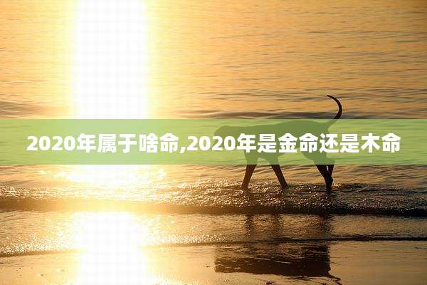 2020年属于啥命,2020年是金命还是木命