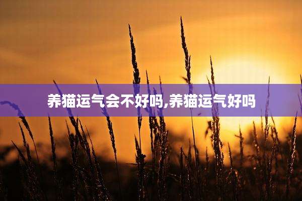养猫运气会不好吗,养猫运气好吗