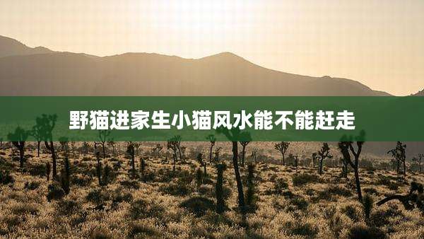 野猫进家生小猫风水能不能赶走