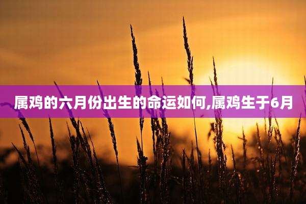 属鸡的六月份出生的命运如何,属鸡生于6月